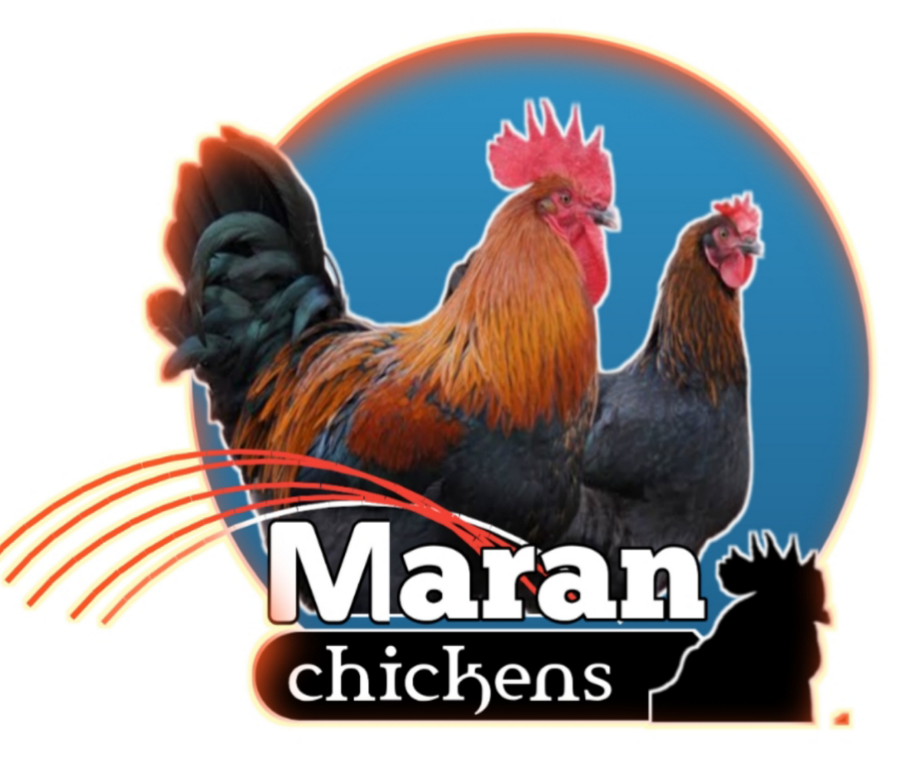 Maran Chickens