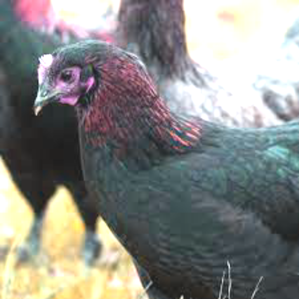 Black Copper Maran: The Chicken Wanted Everywhere - Maran Chickens