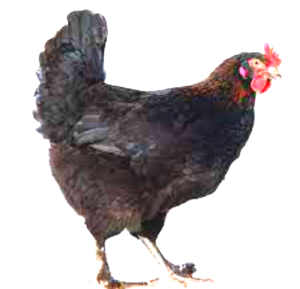 Maran Chicken 